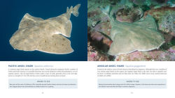 Alternative view 7 of Diving With Sharks