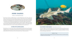 Alternative view 8 of Diving With Sharks