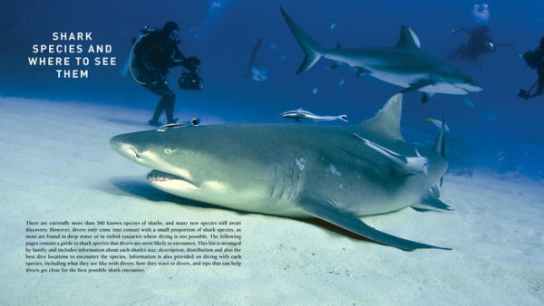 Diving With Sharks