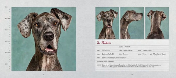 Muttshots: A Compilation of Canine Characters