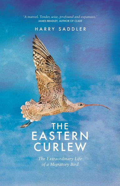 The Eastern Curlew
