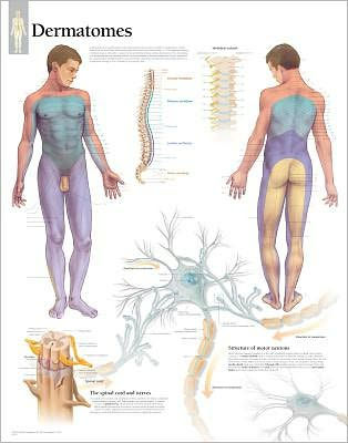 Understanding Dermatomes chart: Laminated Wall Chart