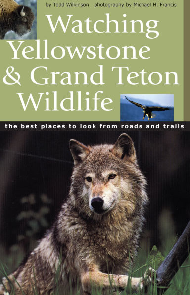 Watching Yellowstone and Grand Teton Wildlife: The Best Places to Look from Roads Trails