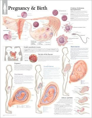 Pregnancy & Birth chart: Laminated Wall Chart