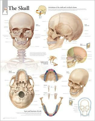 The Skull: Laminated Wall Chart