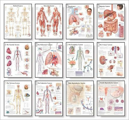 Body Systems Chart Set by Scientific Publishing | 9781932922943 | Other ...