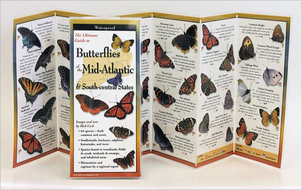 Common Butterflies of the Mid-Atlantic