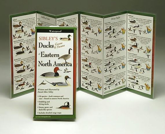 Sibley's Ducks, Geese, & Swans of Eastern North America