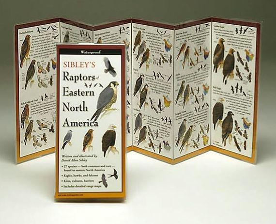 Sibley's Raptors of Eastern North America