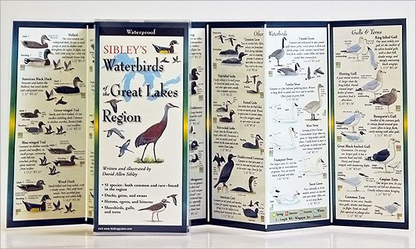 Sibley's Waterbirds of the Great Lakes