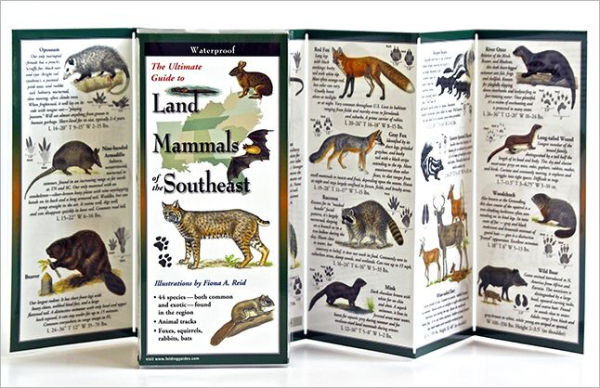 Land Mammals of the Southeast