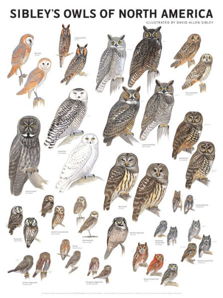 Sibley's Owls of North America