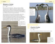 Alternative view 3 of The American Birding Association Field Guide to the Birds of Colorado