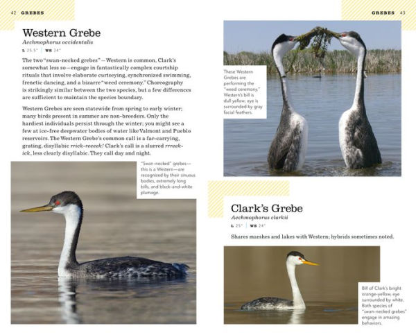 The American Birding Association Field Guide to the Birds of Colorado