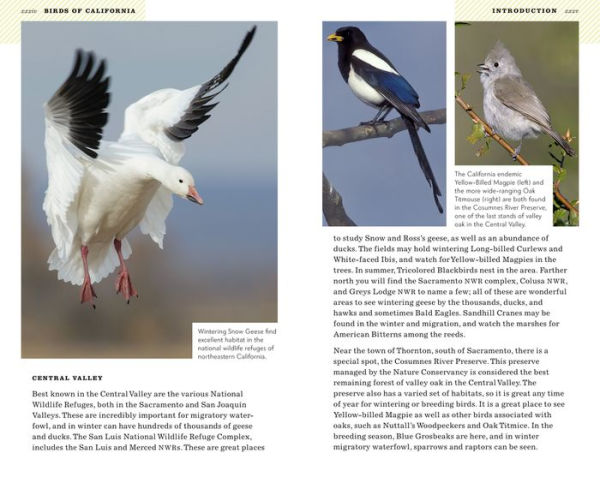 American Birding Association Field Guide to Birds of California