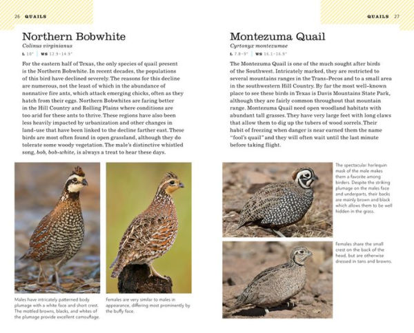 American Birding Association Field Guide to Birds of Texas