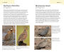 Alternative view 2 of American Birding Association Field Guide to Birds of Texas