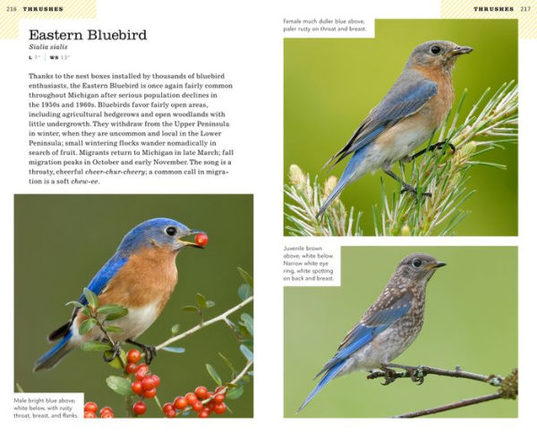 American Birding Association Field Guide to Birds of Michigan