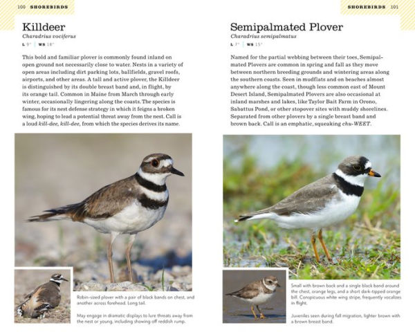 American Birding Association Field Guide to Birds of Maine