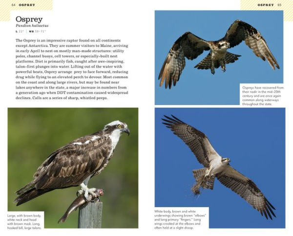 American Birding Association Field Guide to Birds of Maine