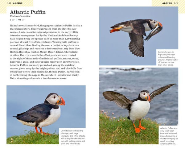 Puffin, Bird Identification Guide