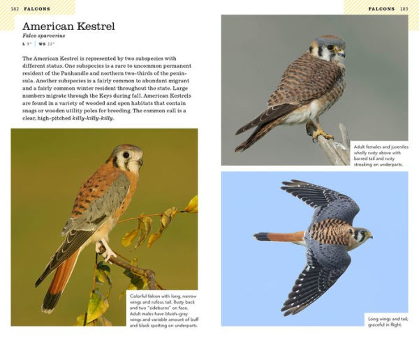American Birding Association Field Guide to Birds of Florida