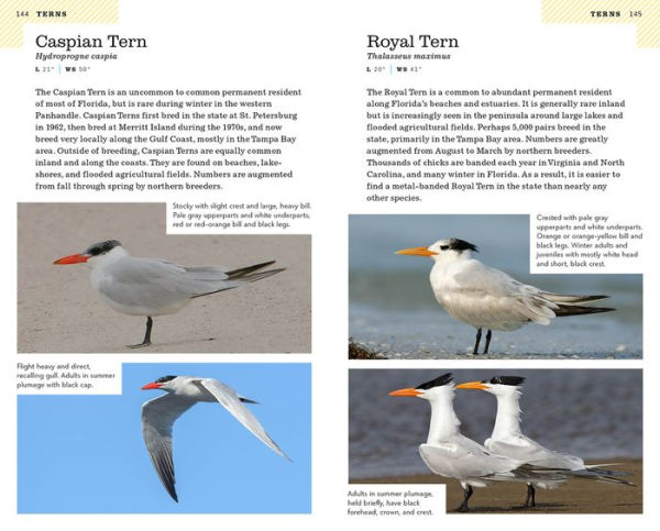 American Birding Association Field Guide to Birds of Florida