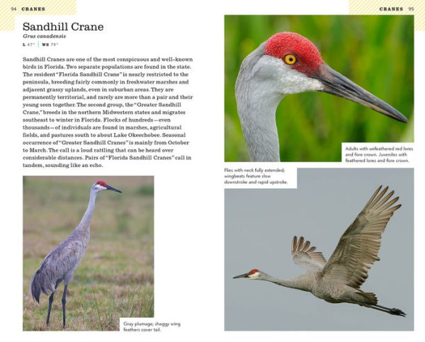 American Birding Association Field Guide to Birds of Florida