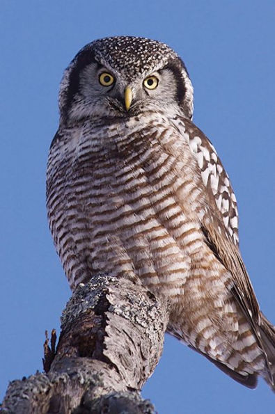 Hawk Owl Blank Journal