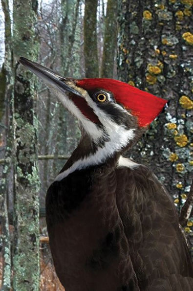 Pileated Woodpecker Blank Journal