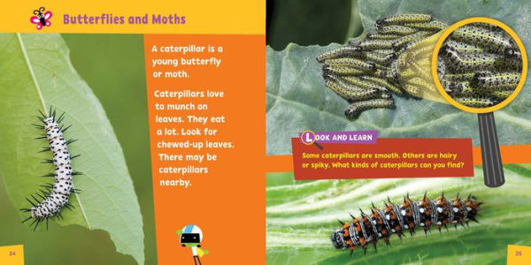 Look and Learn Insects