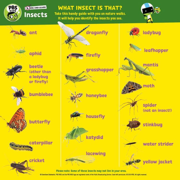 Look and Learn Insects