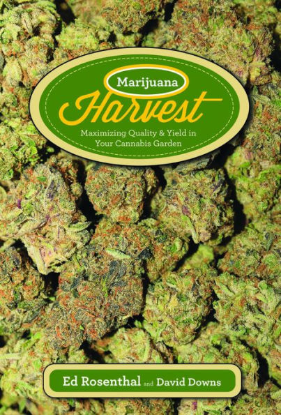 Marijuana Harvest: How to Maximize Quality and Yield Your Cannabis Garden
