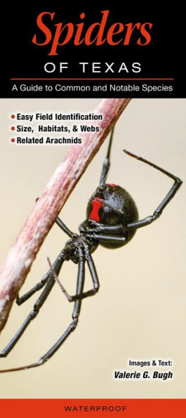 Spiders of Texas: A Guide to Common & Notable Species