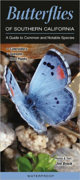 Butterflies of Southern California: A Guide to Common and Notable Species