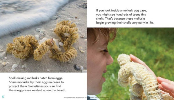 Next Time You See a Seashell