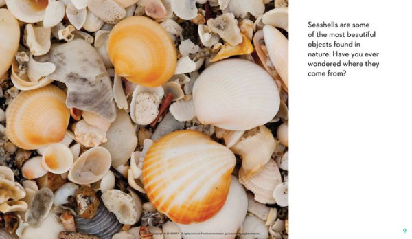 Next Time You See a Seashell