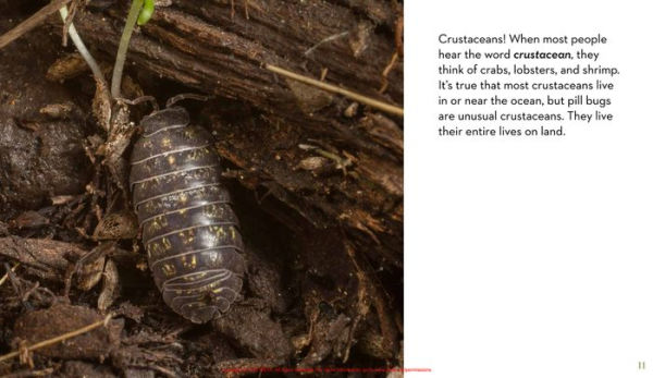 Next Time You See a Pill Bug