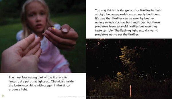 Next Time You See a Firefly