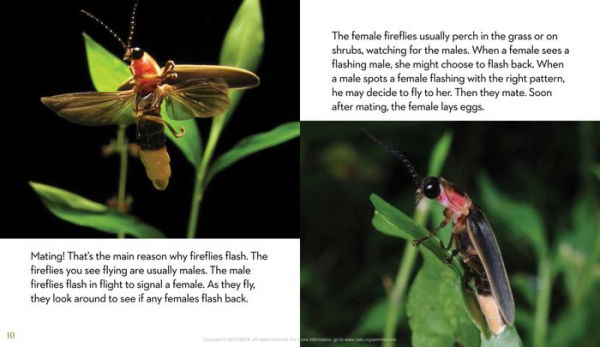 Next Time You See a Firefly