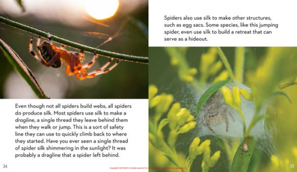 Next Time You See a Spiderweb