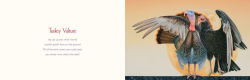 Alternative view 14 of You Stole My Name: The Curious Case of Animals with Shared Names (Picture Book)