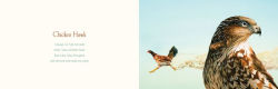 Alternative view 3 of You Stole My Name: The Curious Case of Animals with Shared Names (Picture Book)