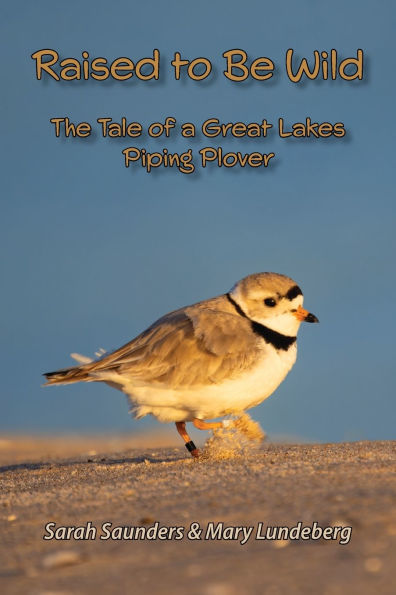 Raised to Be Wild: The Tale of a Great Lakes Piping Plover