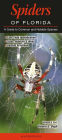 Spiders of Florida: A Guide to Common & Notable Species