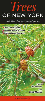 Trees of New York: A Guide to Common Native Species