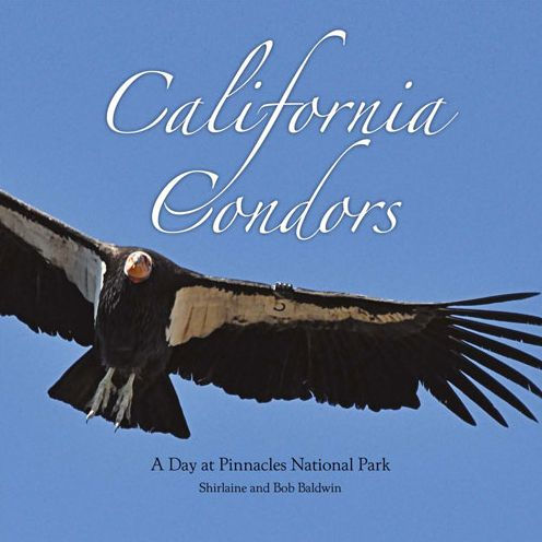California Condors: A Day at Pinnacles National Park
