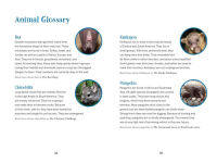Alternative view 3 of The Nocturnals Nighttime Animals: Awesome Features & Surprising Adaptations: Nonfiction Early Reader