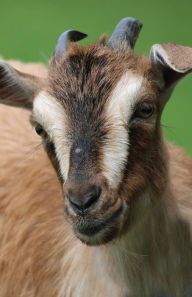 Title: Goat Blank Journal, Author: Adventure Publications