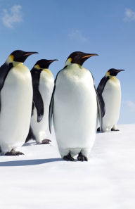 Title: Penguins Blank Journal, Author: Adventure Publications